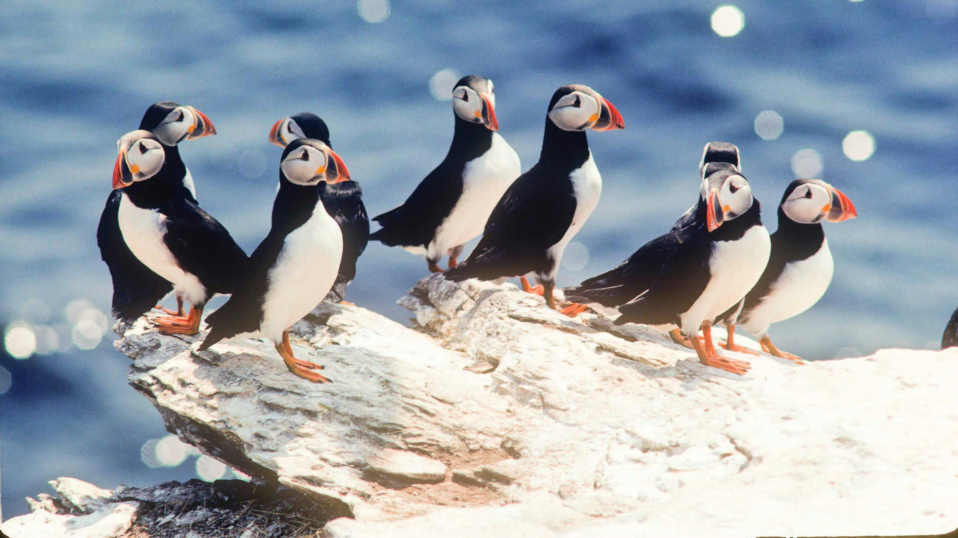 Puffins on the South Coast of Iceland